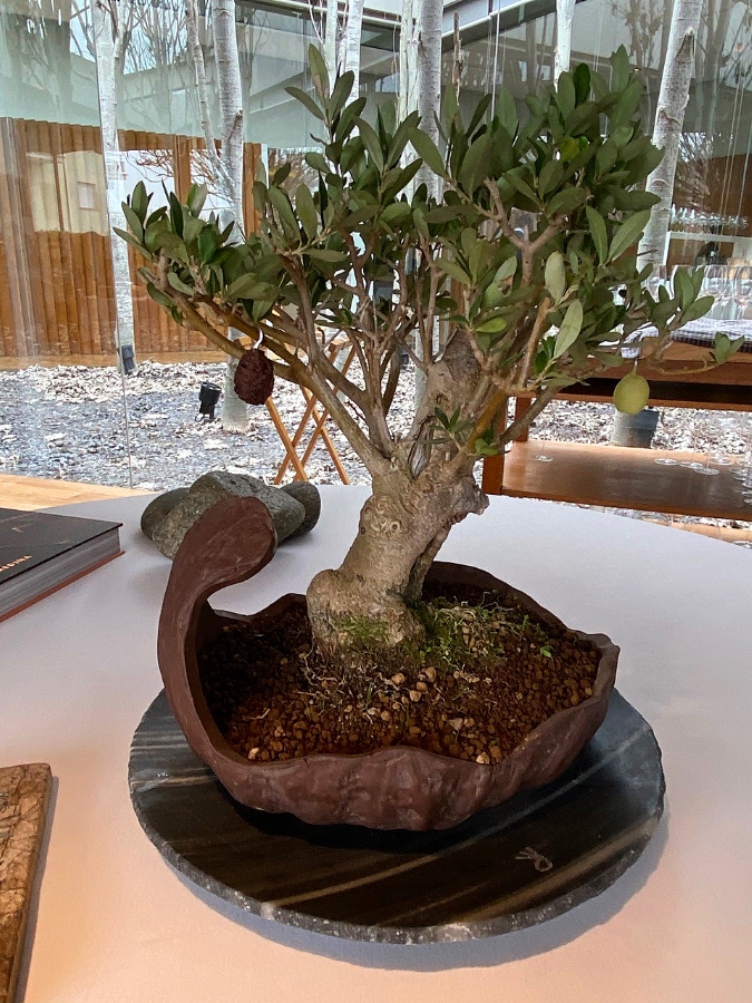 A bonsai olive tree in a brown bowl offers up edible treats hanging from the branches.