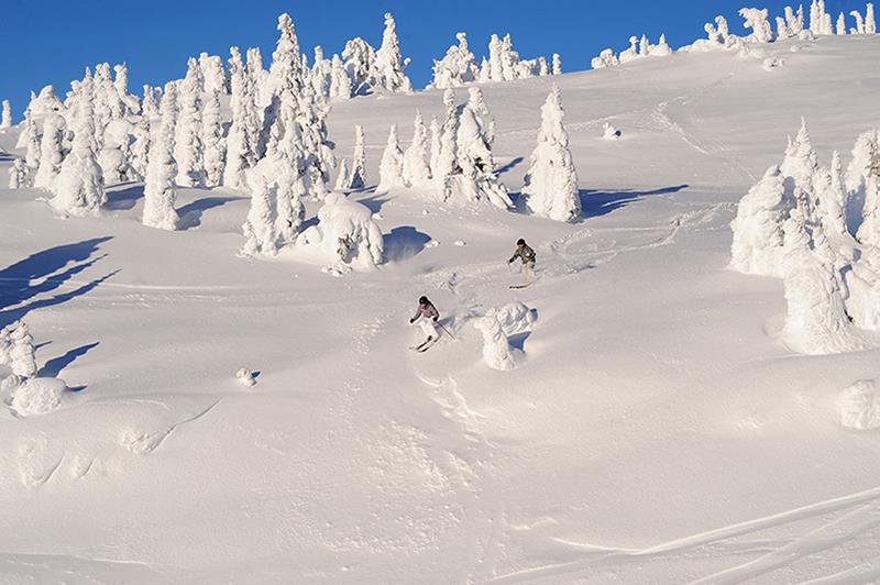 Skiers amidst snow covered trees. What will a Covid-19 ski season look like?