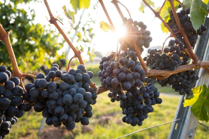 Purple grapes on the vine.