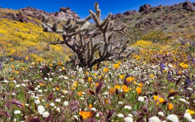 Best Ways to Take in the Death Valley Superbloom