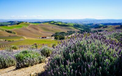 Things to do in Paso Robles on a Weekend Getaway