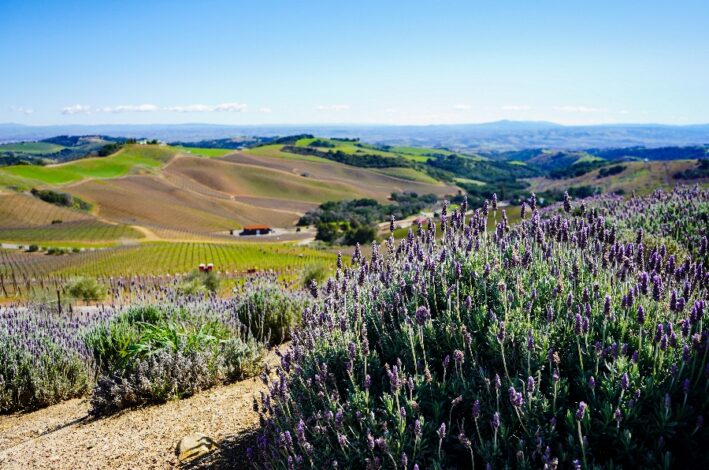 Seeing lavender is one of the things to do in Paso Robles.