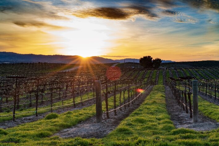 Sun shines over Paso Robles vineyards.
