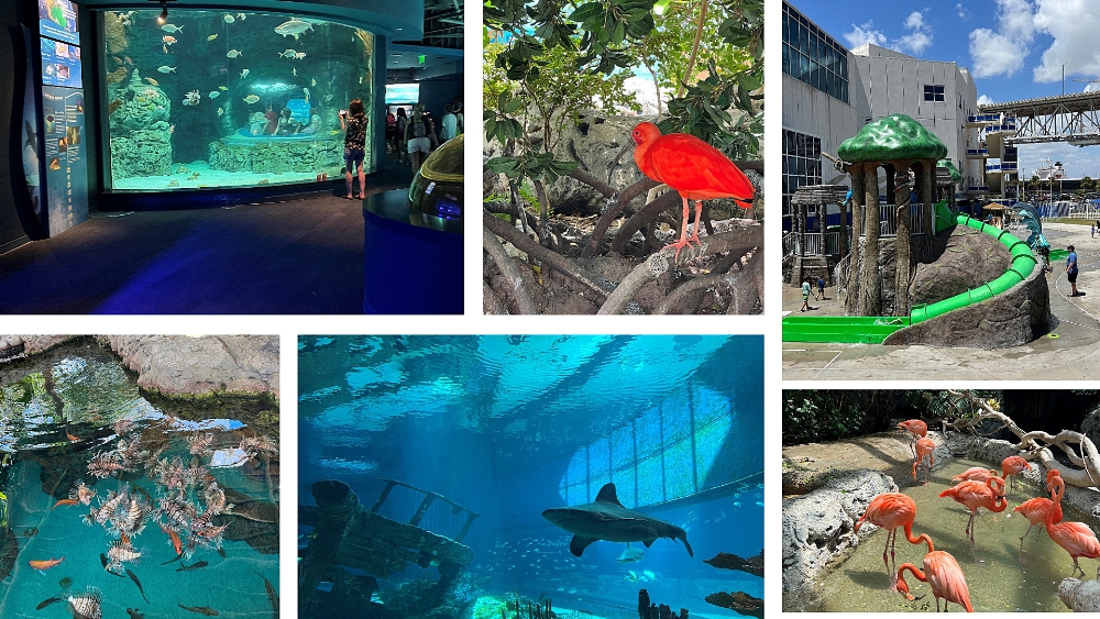 Images from the Texas State Aquarium