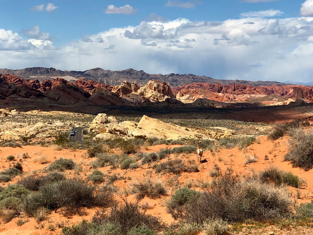 Big Horn sheep at the Valley of Fire.