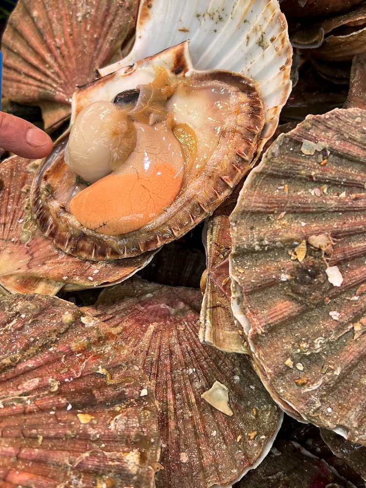 In-season, raw Coquilles Saint Jacques
