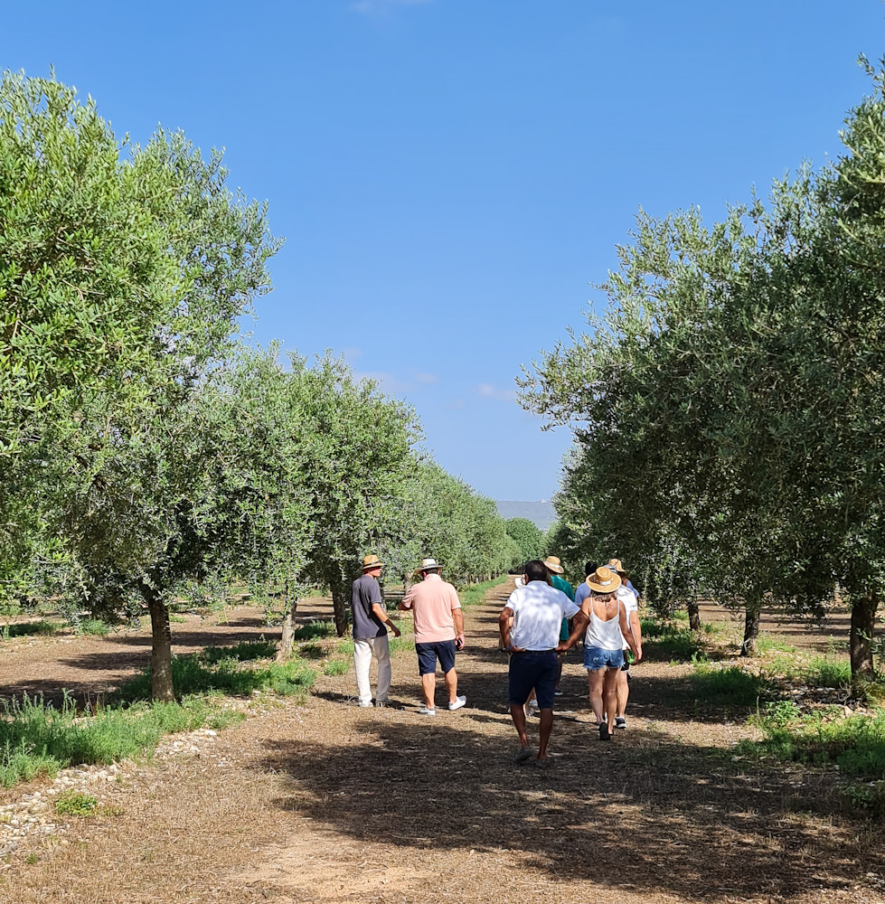 People strolling in the olive groves in Mallorca.