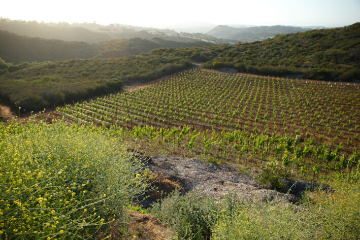 The vineyards of Cal-A-Vie.