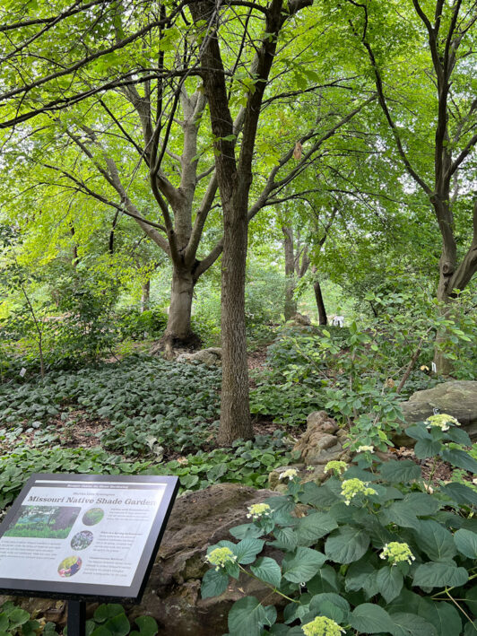A lush area of the Missouri Botanical Garden.