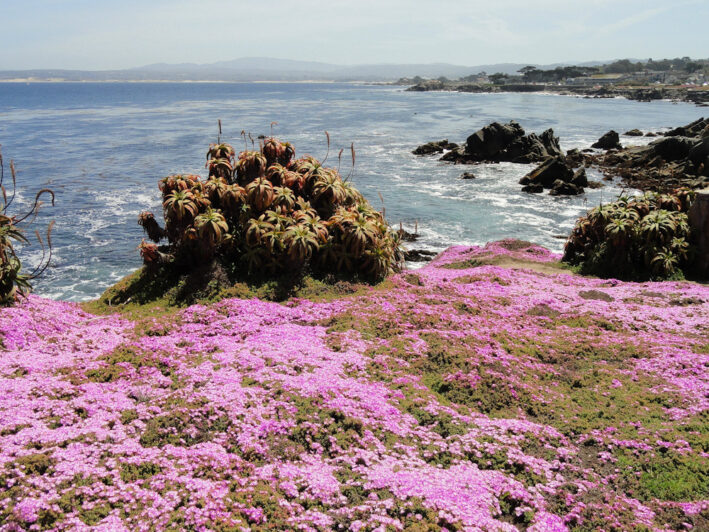 Pacific Grove coastline. Photo courtesy of Pixabay.com.