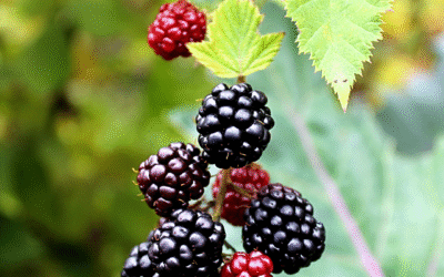 Everything Boysenberry in Buena Park, California