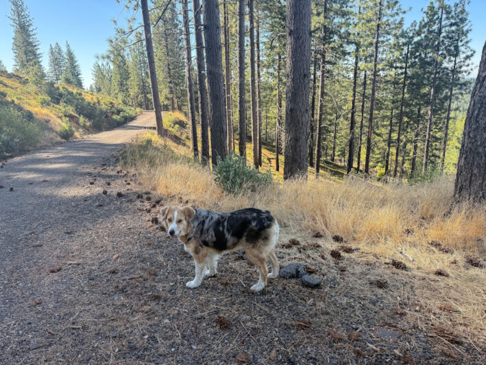 The Author's dog, Zoe on the Arnold Trail.