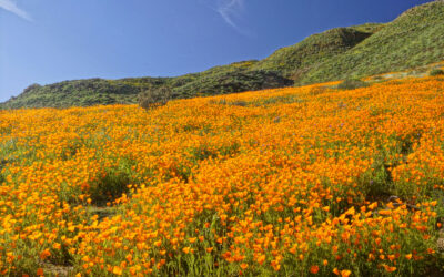 Adrift in Blooms in the Kern River Canyons