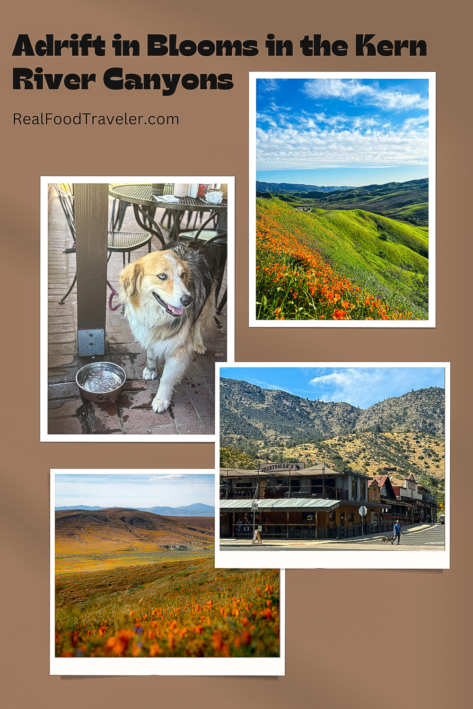 Pinterest Pin for Kern River Canyon blooms.