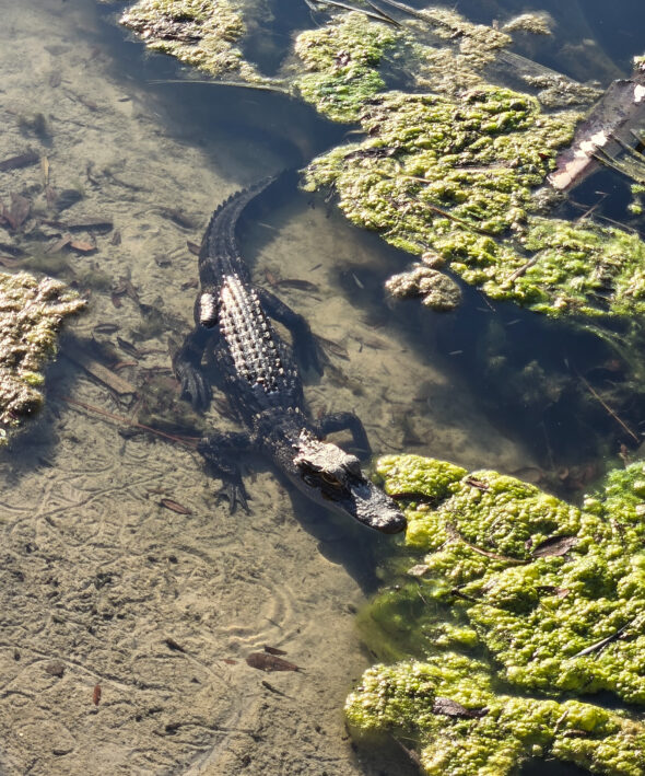 Baby alligator in the water.
