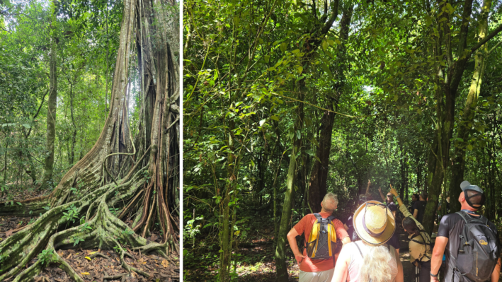 Corcovado National Park forest walk.
