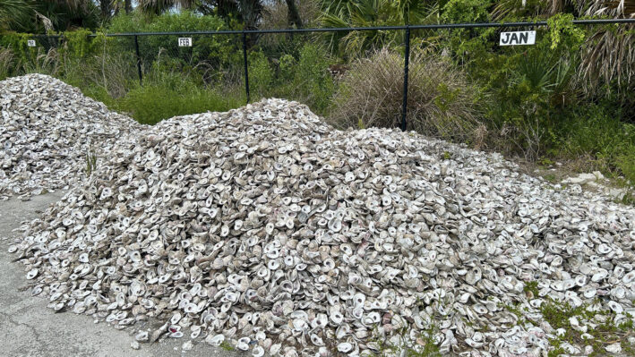 Empty New Smyrna Beach oyster shells from MDC’s Shuck & Share initiative during their cleansing period.