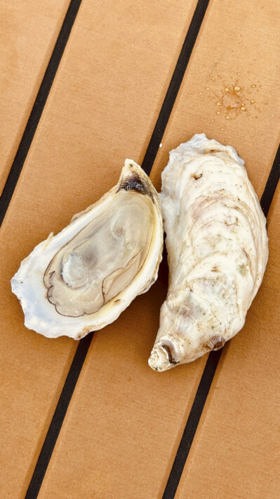 SharkBite’s oysters have a distinctive cupped shape.