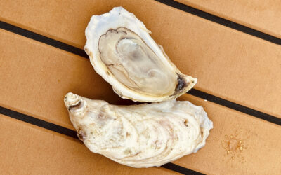 Experiencing Oysters in New Smyrna Beach, Florida
