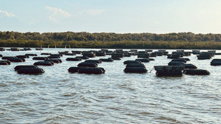 Oysters in the making at SharkBite Oyster farm.