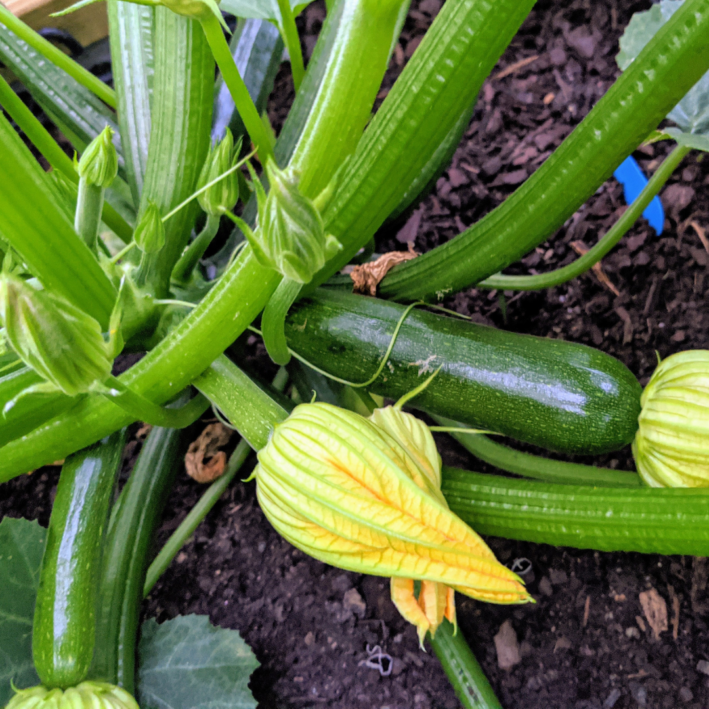 Zucchini blossoms on the plants.