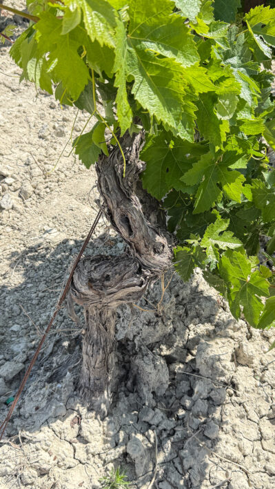 One of the ancient vines in the Lorente y Barba vineyards.